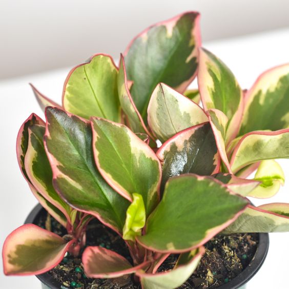 Peperomia clusiifolia Ginny