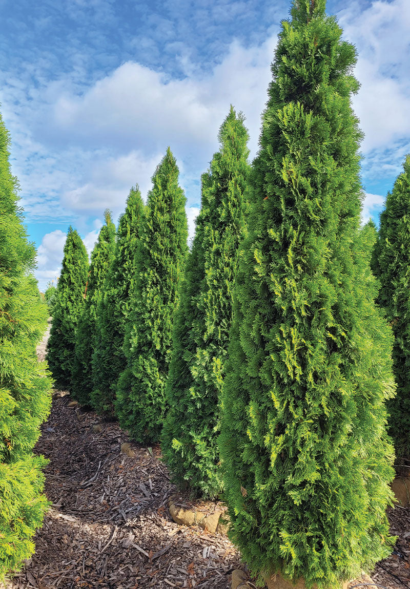 Thuja occidentalis Emerald (Smaragd) PRODUIT DU QUEBEC – FleurExcel Inc.