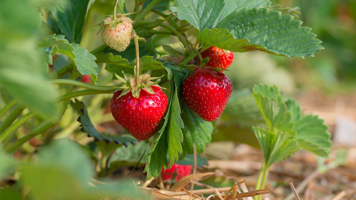 plant de fraises en pot