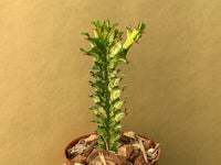 Euphorbia Trigona Variegata