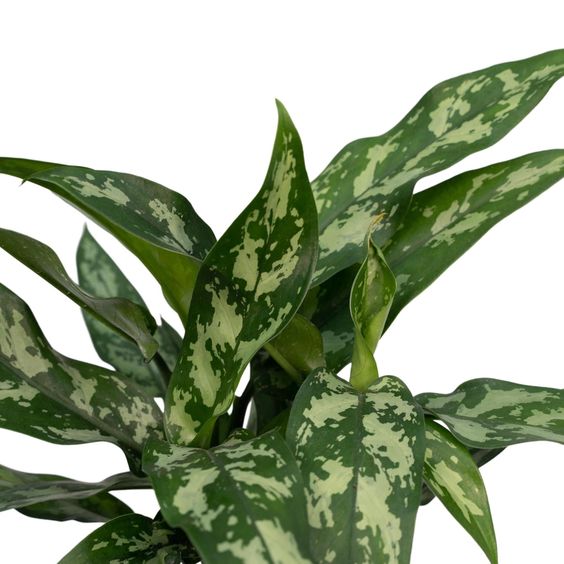 aglaonema maria entretien Aglaonema Maria / beauté émeraude – FleurExcel Inc