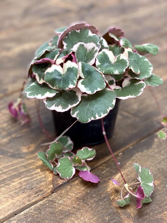 Saxifraga stolonifera 'Tricolor' - Strawberry begonia – FleurExcel