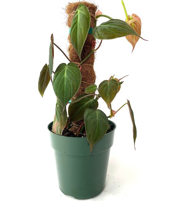 philodendron hederaceum entretien Philodendron hederaceum 'Micans'