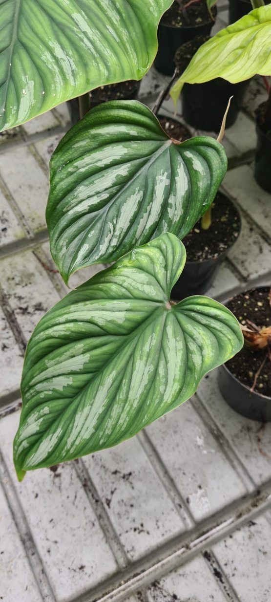philodendron plowmanii silver Philodendron Plowmanii 'Silver' – FleurExcel Inc