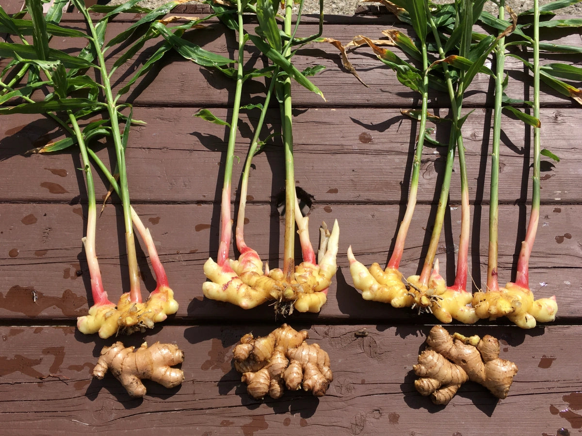 GINGEMBRE GINGEMBRE : Propriétés, Bienfaits, Posologies, Effets ?