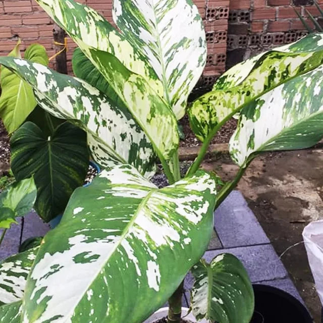 Dieffenbachia Puerto Rico Variegated