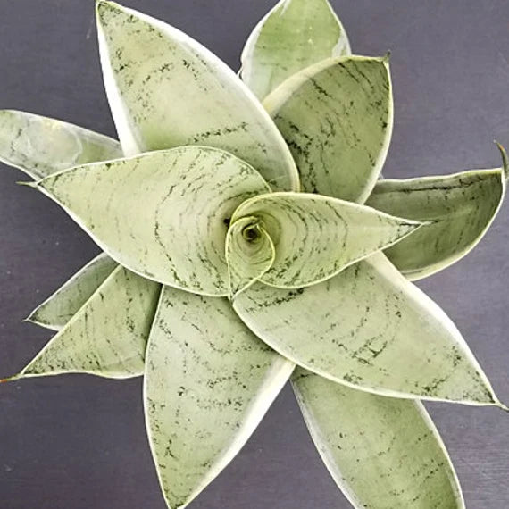 owl snake plant Sansevieria Night Owl – FleurExcel Inc