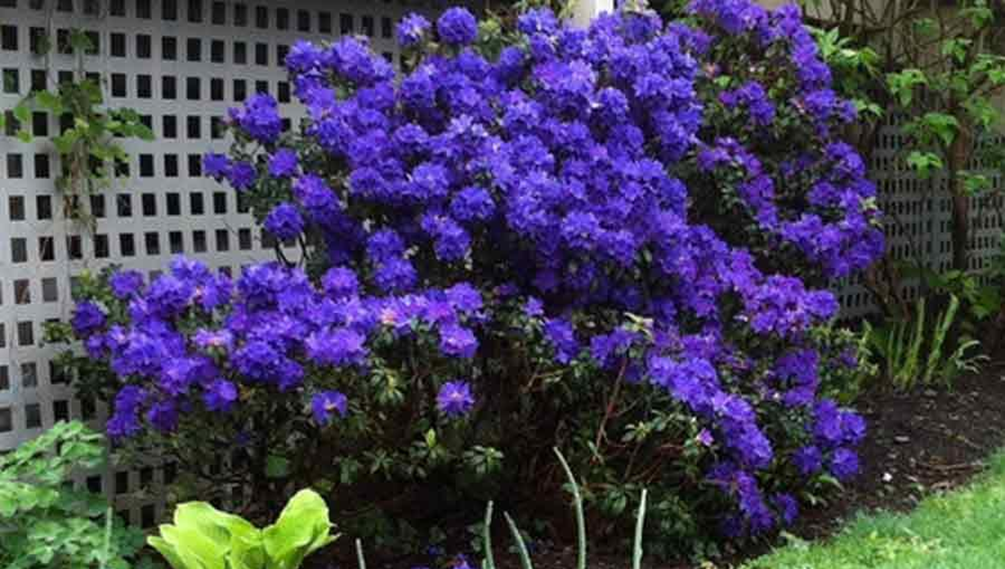 Rhododendron 'Blue Baron'