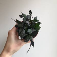 Hoya Krohniana Noir