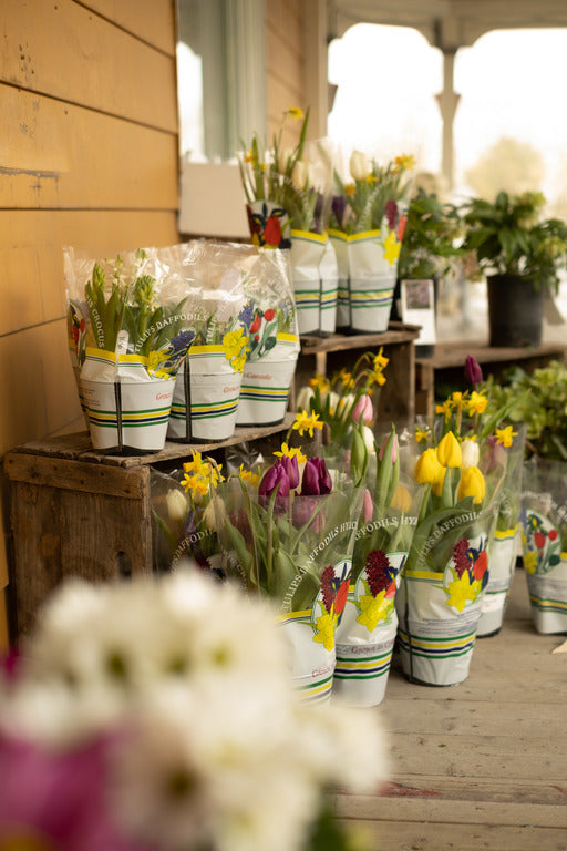 Tulipe en pot - couleurs assorties
