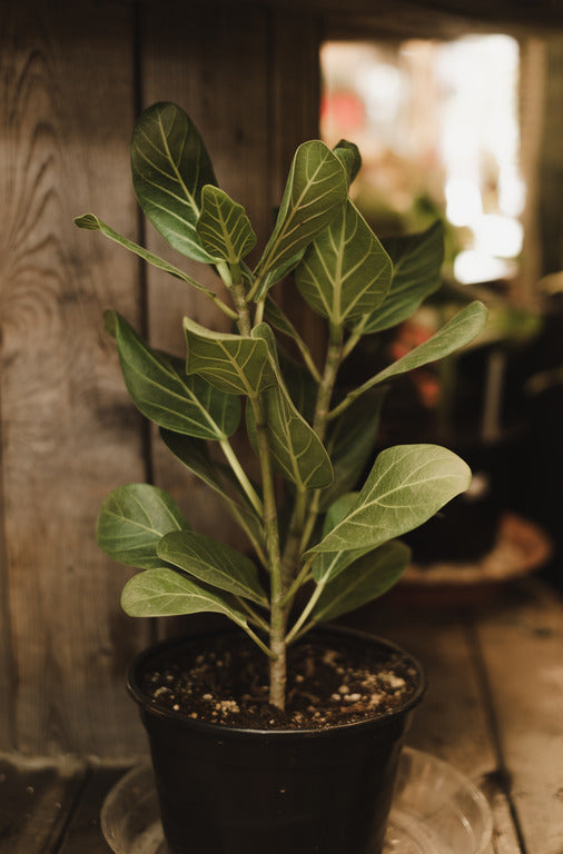 ficus audrey entretien Ficus benghalensis Audrey – FleurExcel Inc