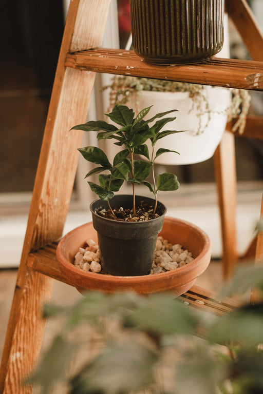 café dans les plantes Caféier d'Arabie (Coffea arabica)