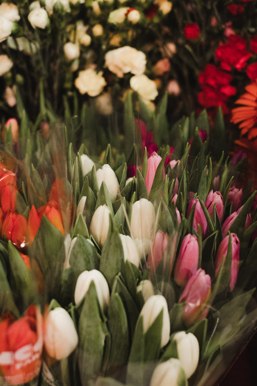 Tulipe en pot - couleurs assorties