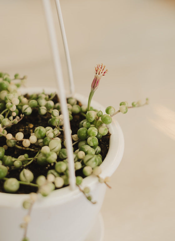 Plante Senecio Rowleyanus (Collier De Perles) - Succulente Retombante, Pot 20-30 Cm, Dépolluante - 9