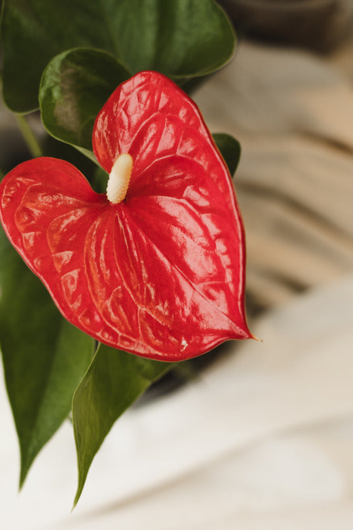 anthurium rouge prix Anthurium andreanum