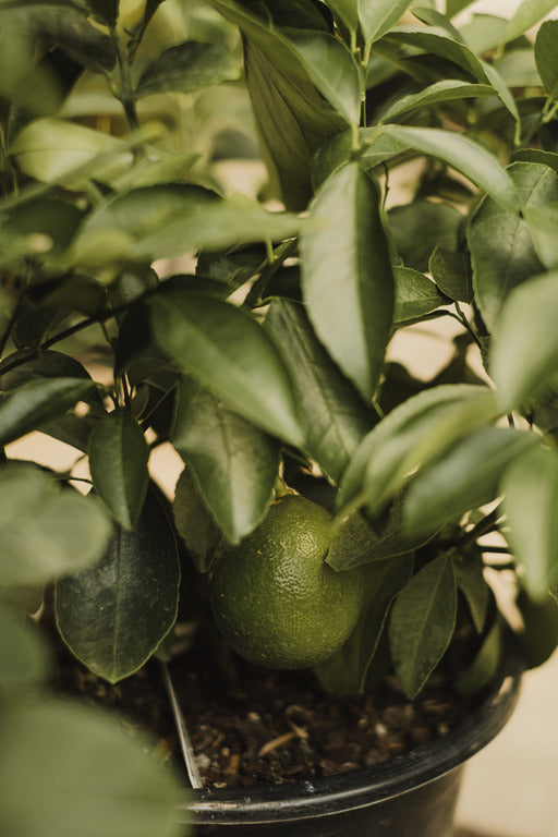 Citrus aurantiifolia - Limettier acide - Key Lime