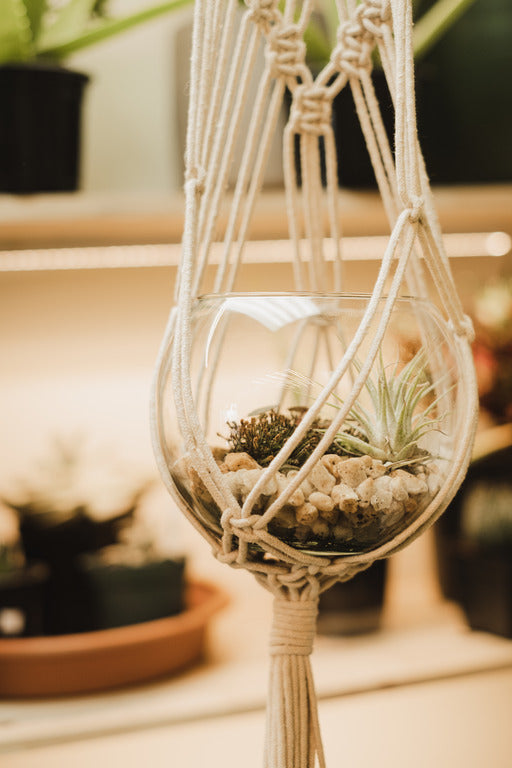 Plantes aériennes - Tillandsia variées