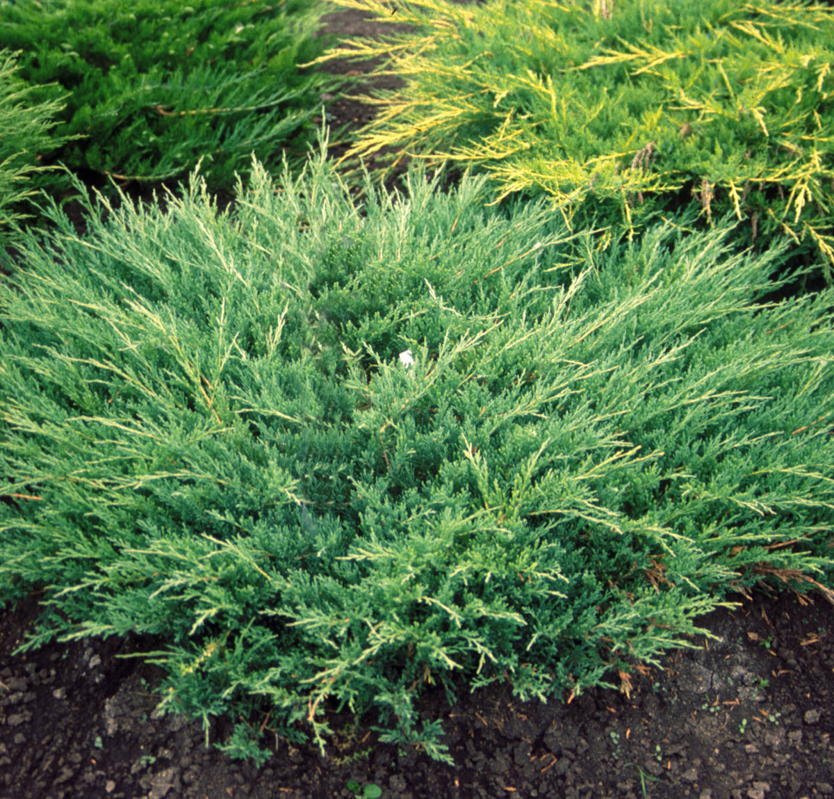 Juniperus Youngstown