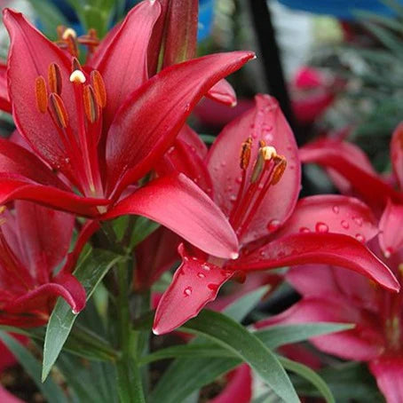 asiatic lily ghost Lilium 'Tiny Ghost'