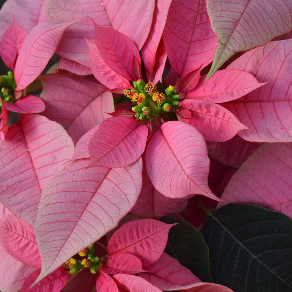 Tige de poinsettia rose 21,5