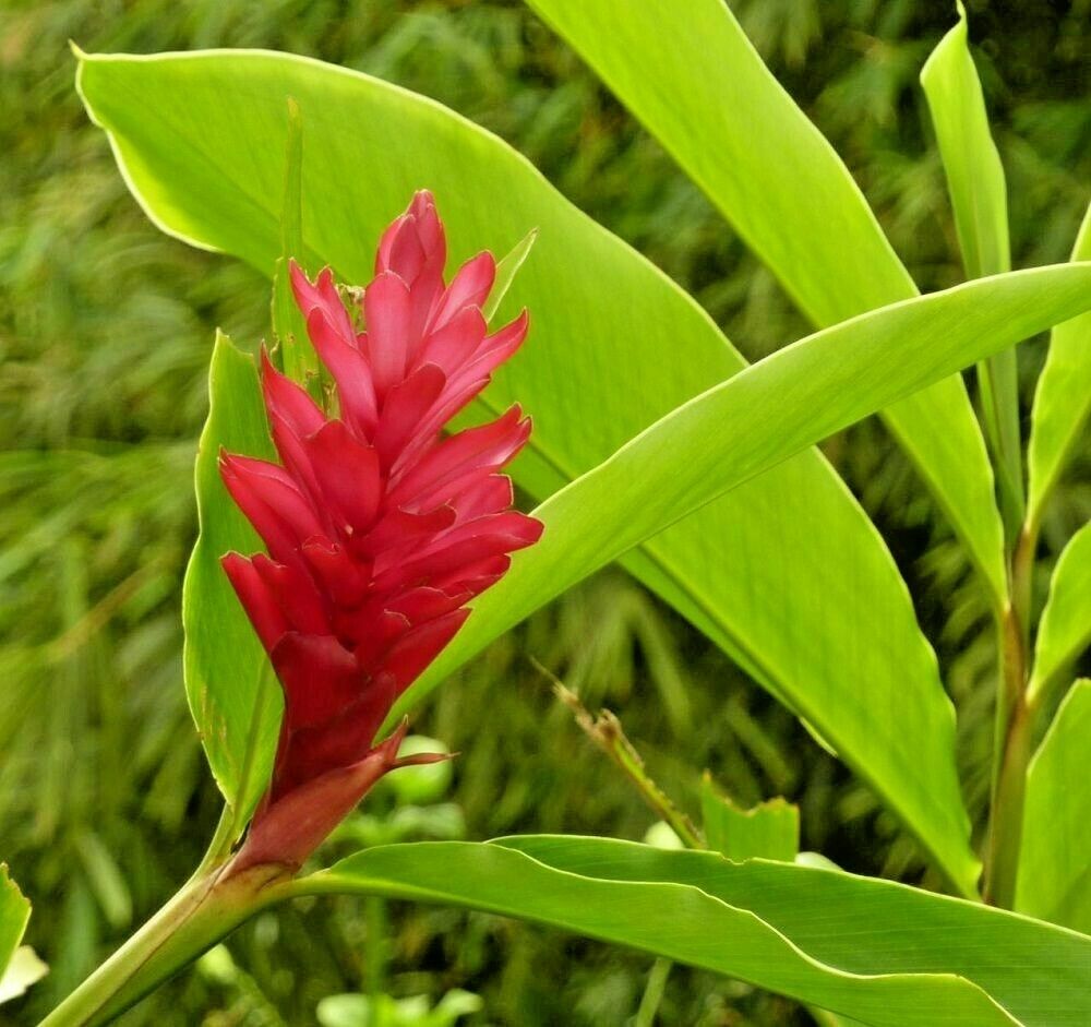 Alpinia purpurata