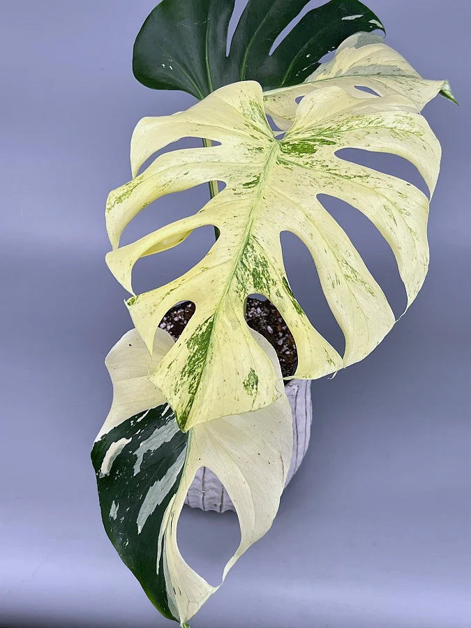 Monstera Mint – FleurExcel Inc.
