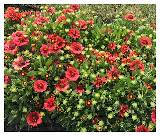 Gaillardia Spintop red FleurExcel Inc