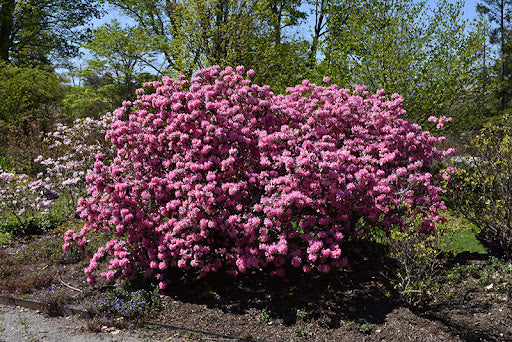 Rhododendron 'Aglo' ('Weston's Aglo')
