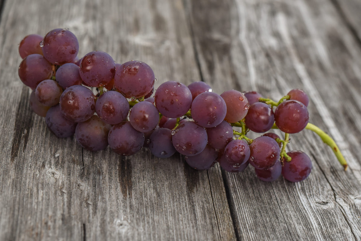 Vigne à raisins - Swenson Red