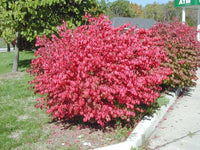 Euonymus alatus 'Compactus' - Fusain