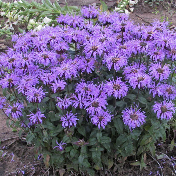 Monarda Sugar Buzz 'Blue Moon' (Bee Balm)