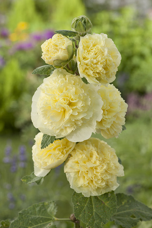 Alcea rosea 'Chater's Double' (jaune/yellow)