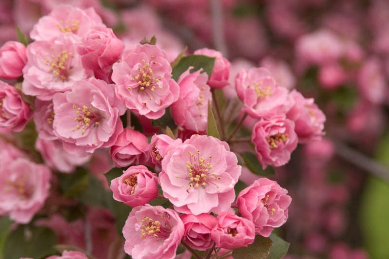 Brandywine Crabapple