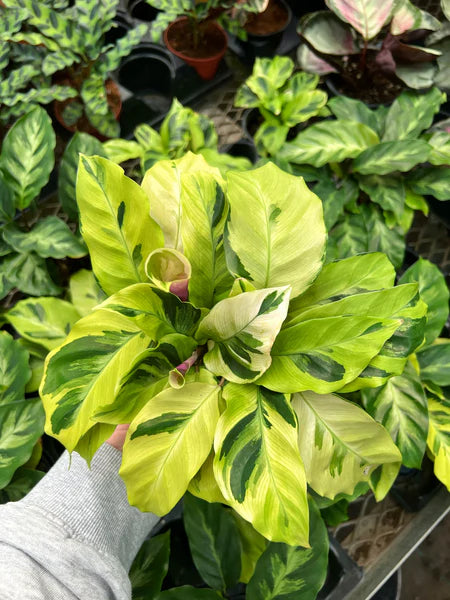 Calathea Yellow Fusion