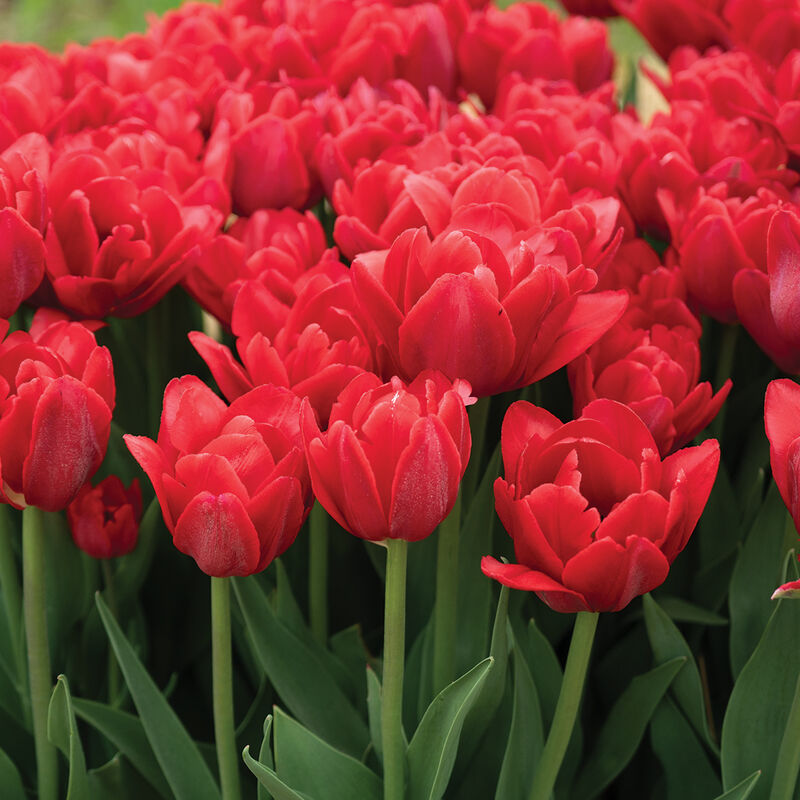 Bulbe d'automne - tulipe Red Foxtrot