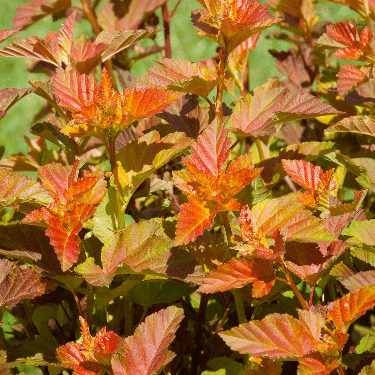 Physocarpus opulifolius 'Amber Jubilee'