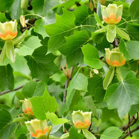 Liriodendron tulipifera 'Emerald City'