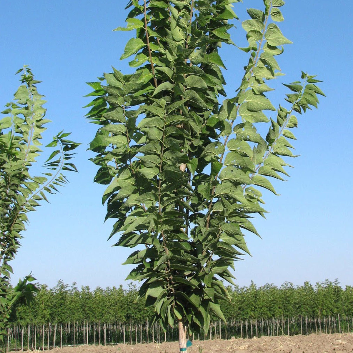 Celtis - Occidentalis Prairie Sentinel