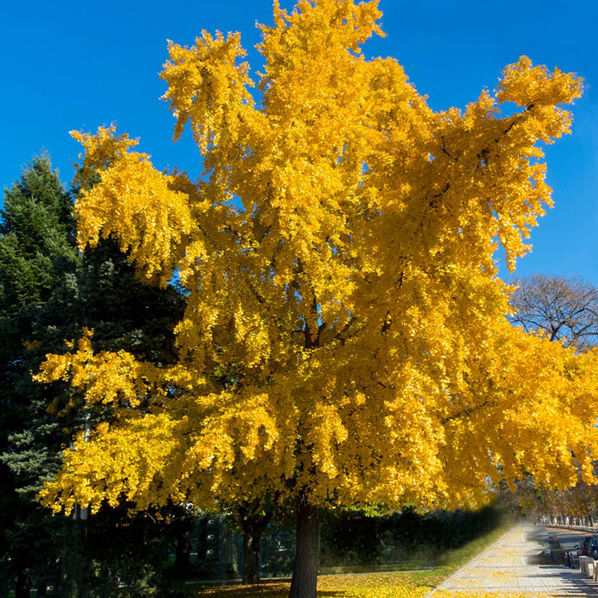 Ginkgo Biloba Autumn Gold