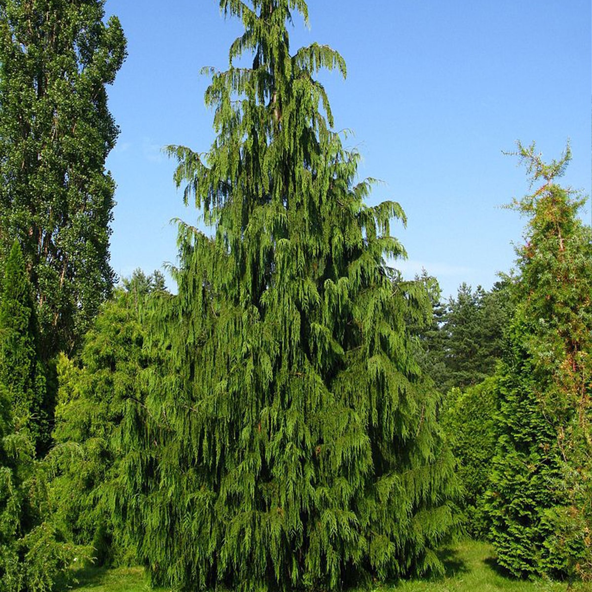 Chamaecyparis nootkatensis 'Pendula'