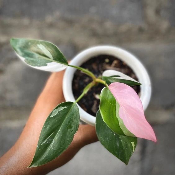 Philodendron White princess