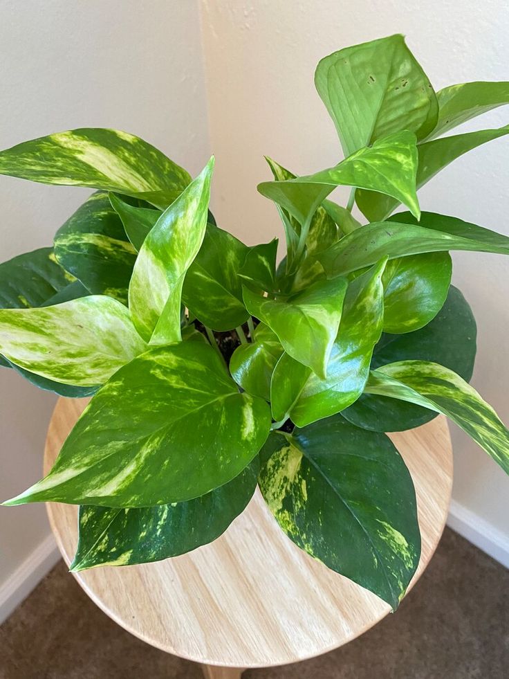 Epipremnum aureum Golden (pothos golden/ pothos doré)