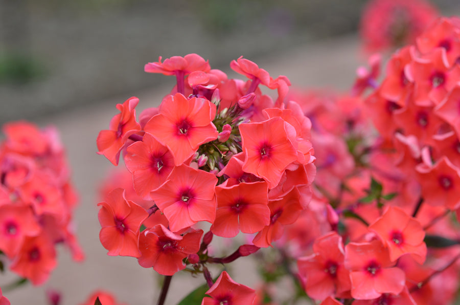 Phlox paniculata 'Tequila Sunrise'