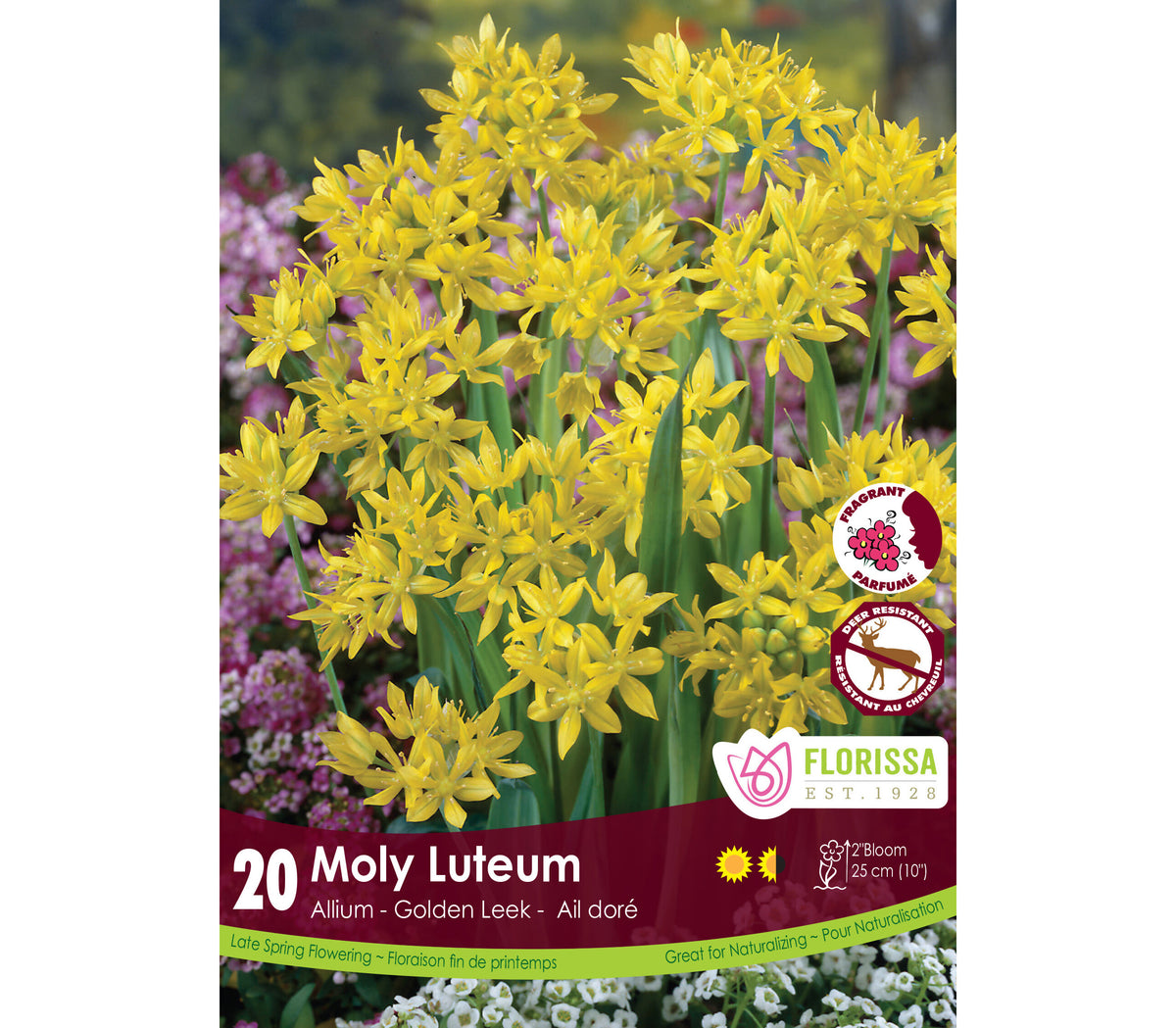 Bulbe d'automne - Allium Molly Luteum