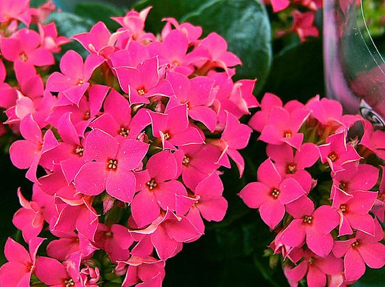 Kalanchoe Blossfeldiana