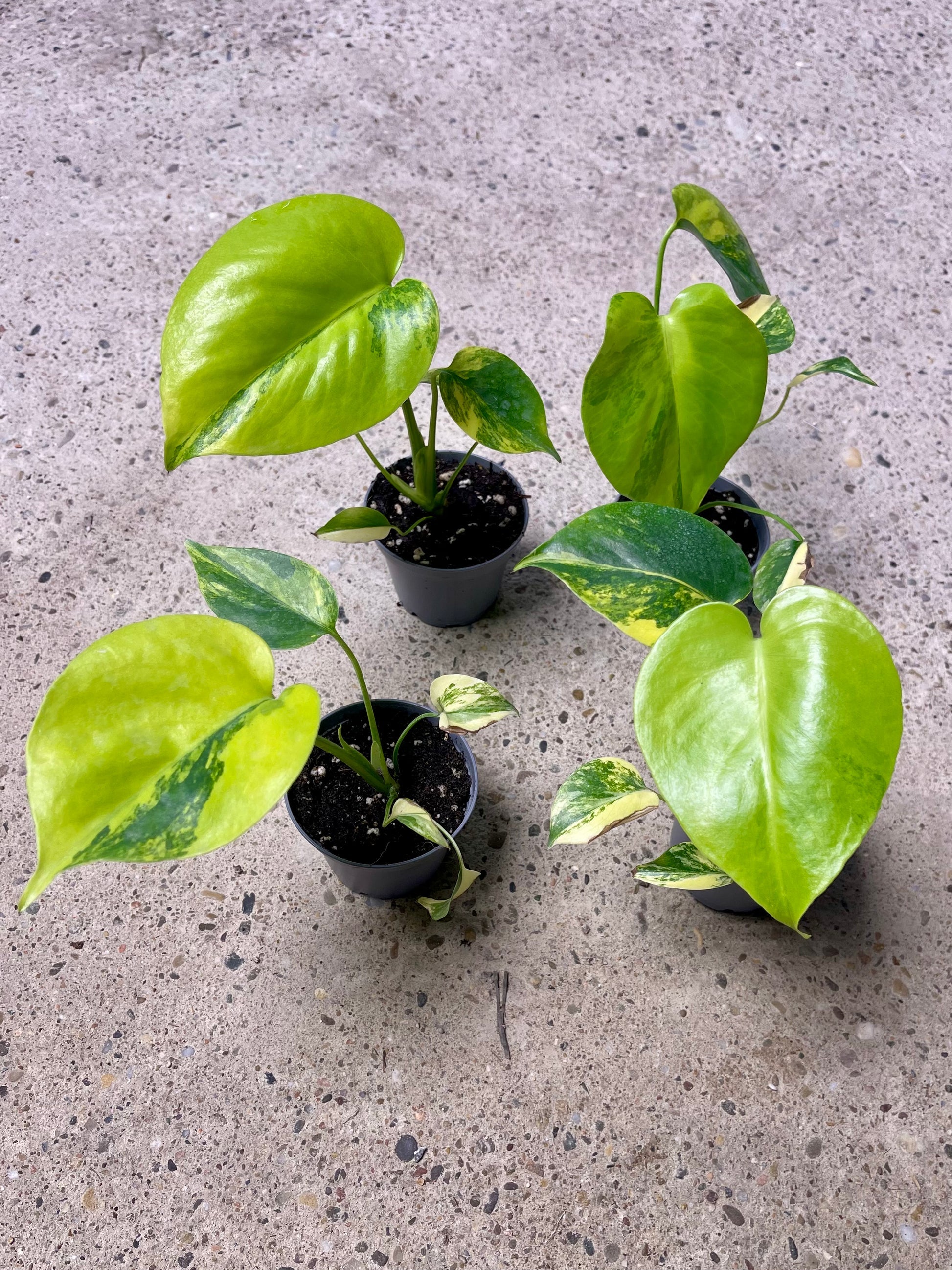 Monstera Yellow Marilyn Yellow – FleurExcel Inc.