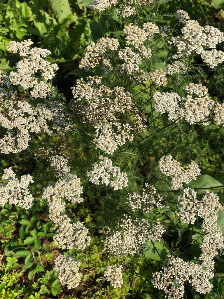 Seed - Yarrow - Portage seeds