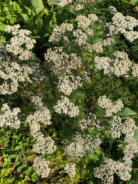 Seed - Yarrow - Portage seeds