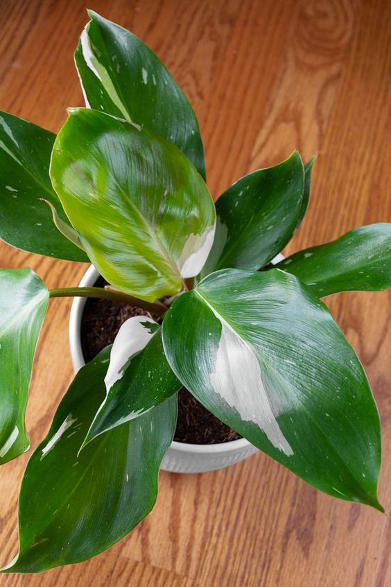 Philodendron White Knight