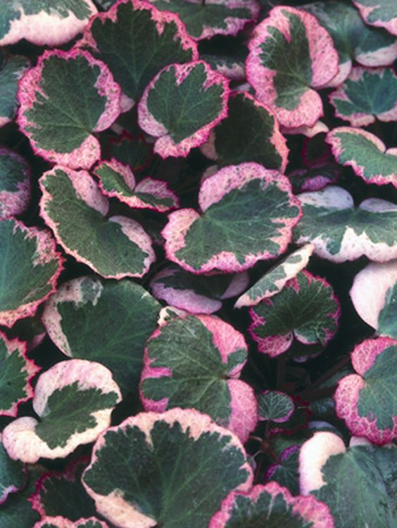 Saxifraga stolonifera 'Tricolor' - Strawberry begonia – FleurExcel